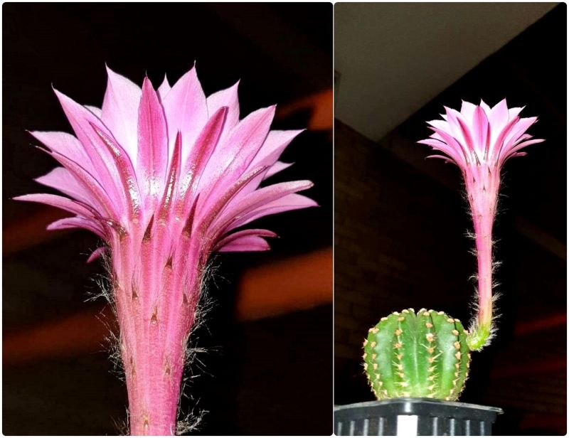 Una foto de Echinopsis oxygona