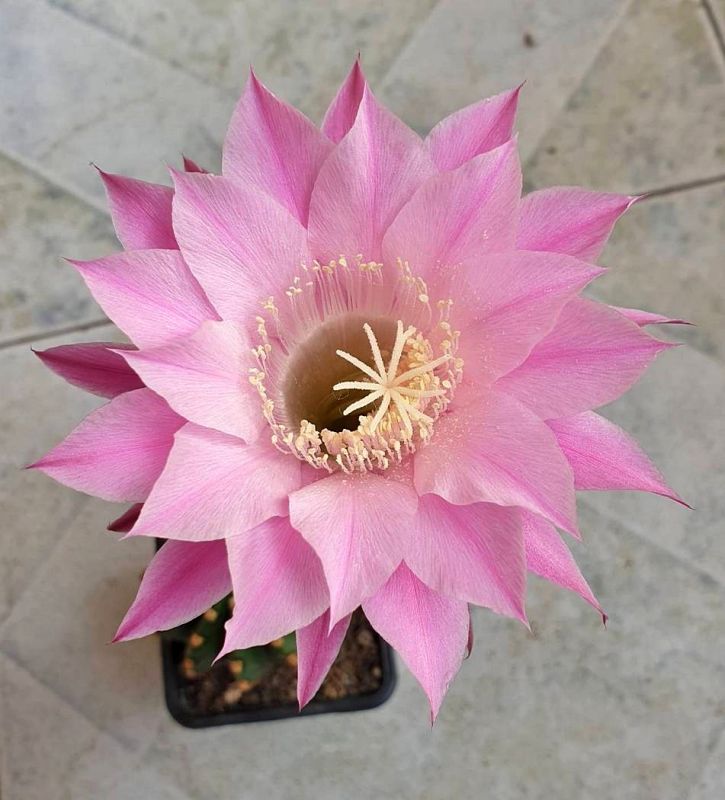Una foto de Echinopsis oxygona