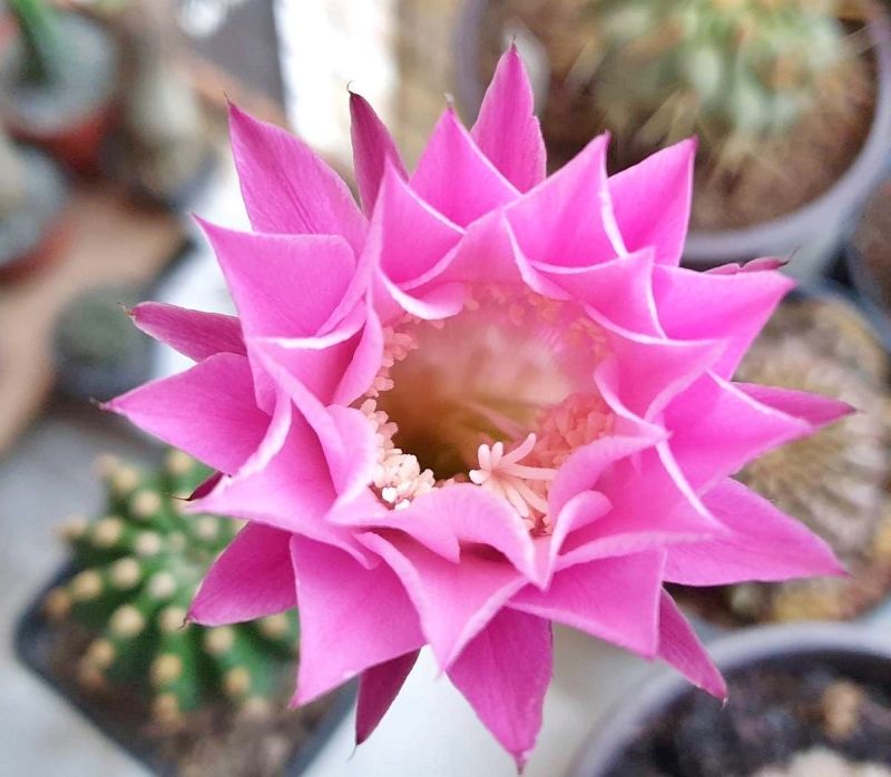 Una foto de Echinopsis oxygona