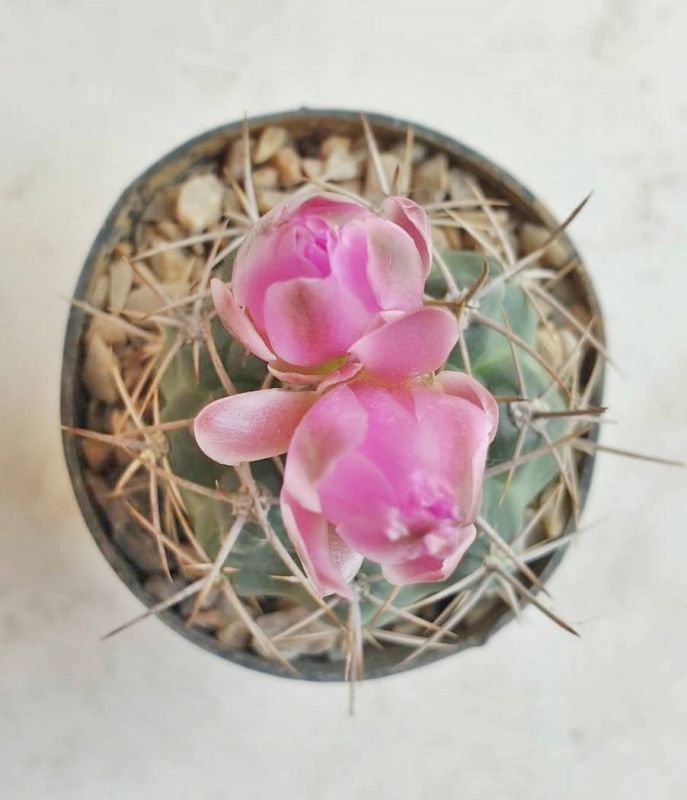 Foto de un cactus que se está identificando actualmente