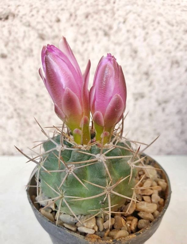 Foto de un cactus que se está identificando actualmente