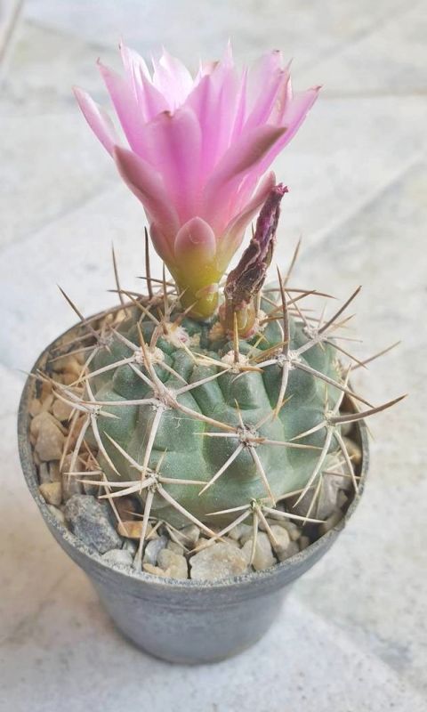 Foto de un cactus que se está identificando actualmente