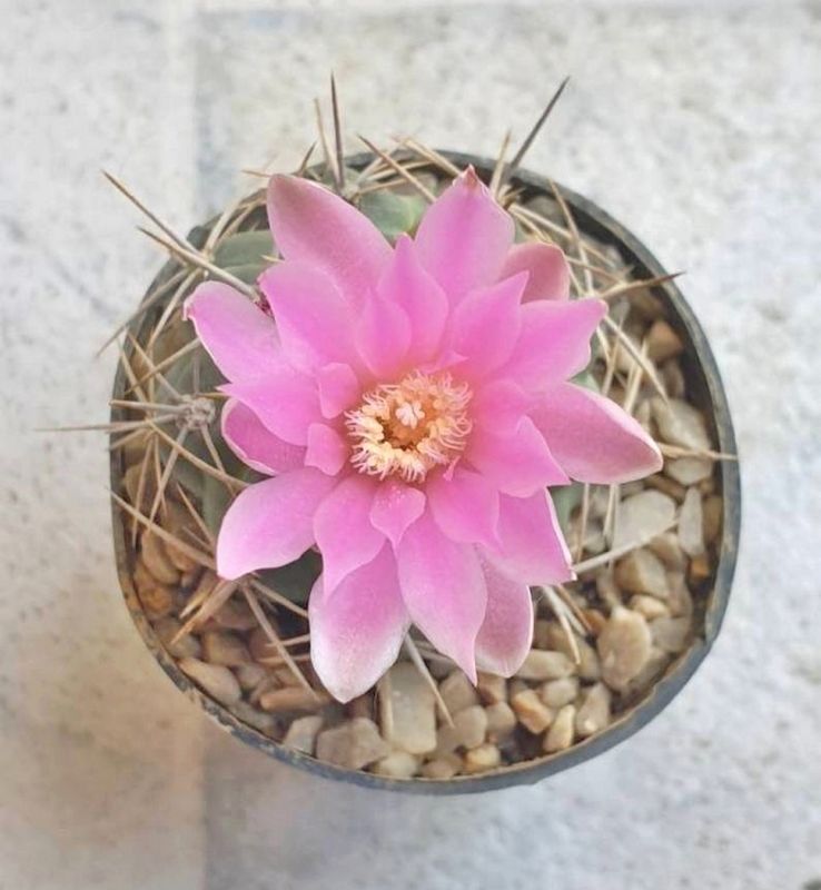 Foto de un cactus que se está identificando actualmente