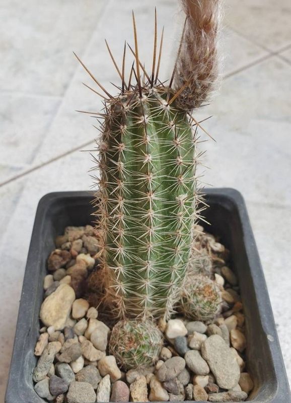 Una foto de Echinopsis aurea