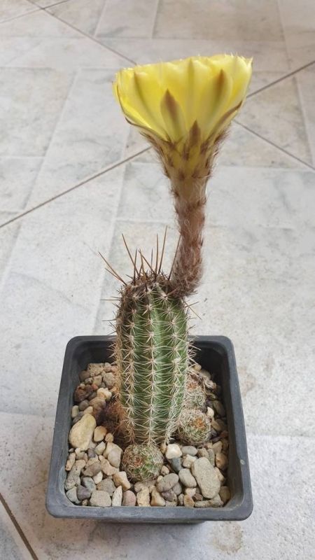 Una foto de Echinopsis aurea