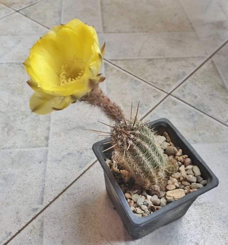 Una foto de Echinopsis aurea