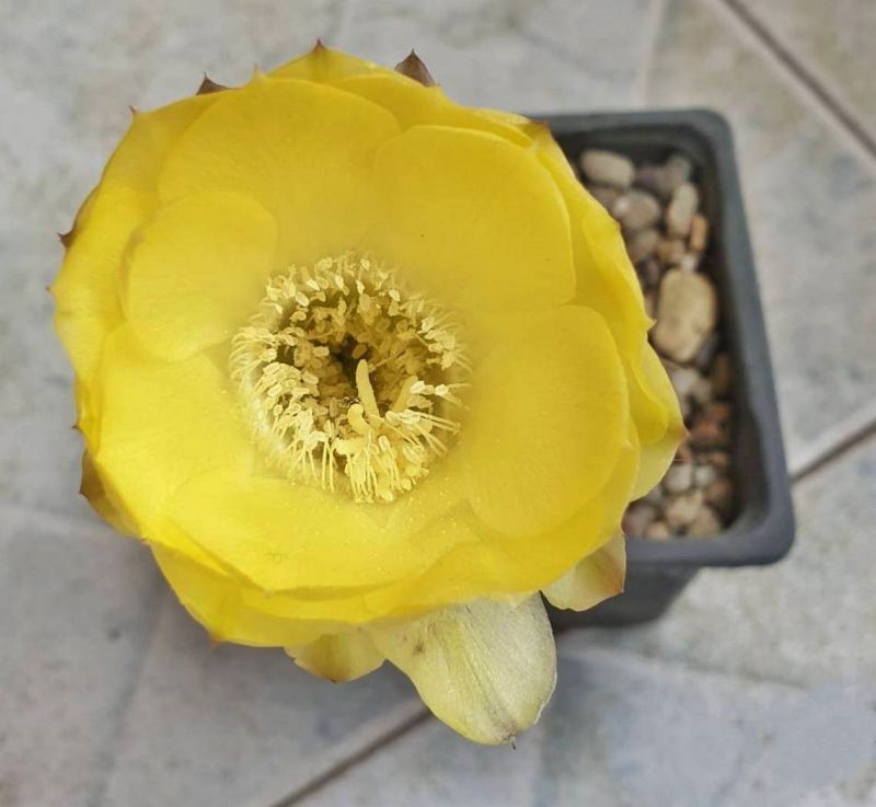 Una foto de Echinopsis aurea