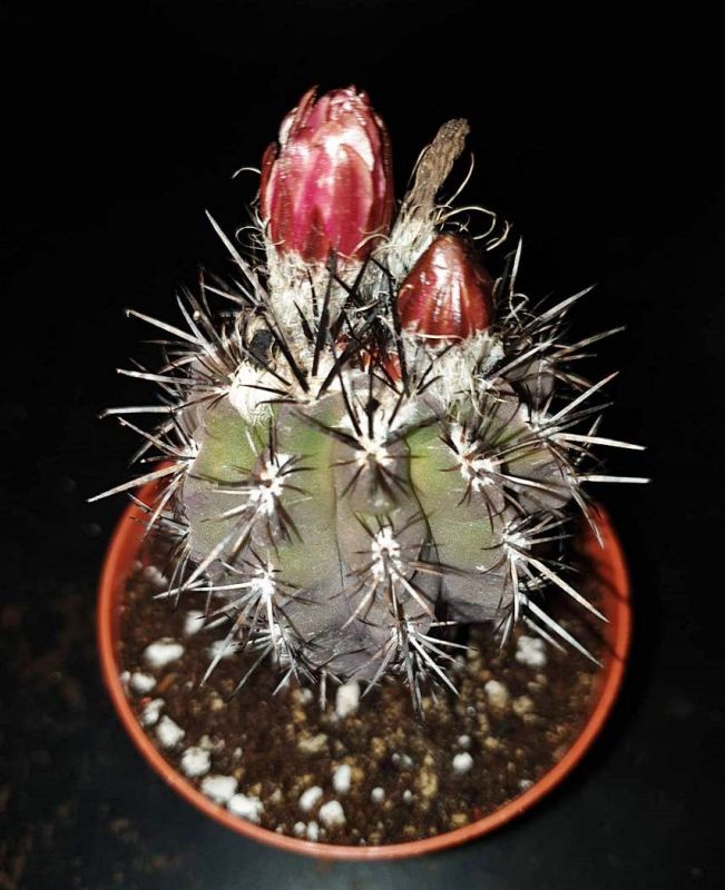 Foto de un cactus que se está identificando actualmente