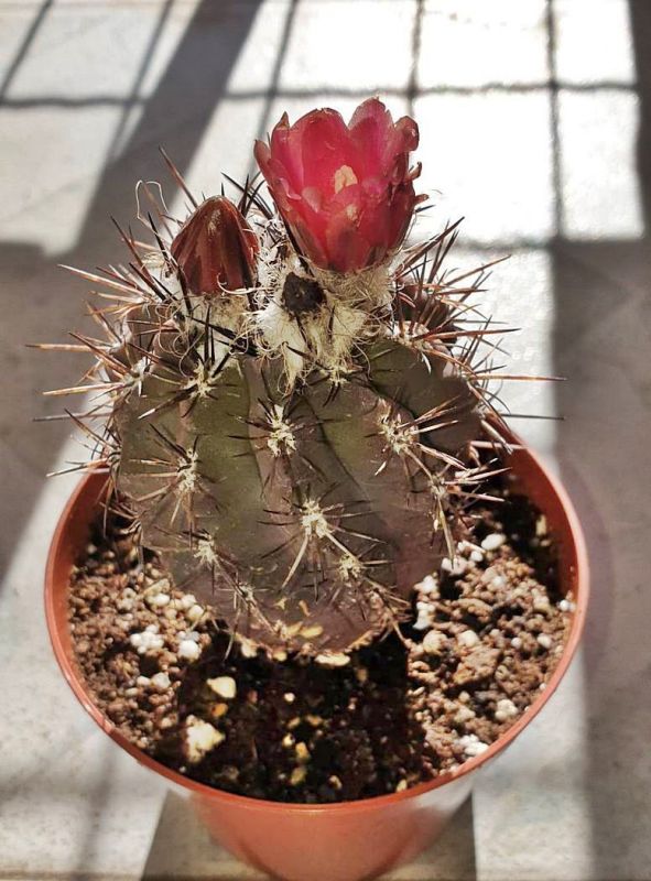 Foto de un cactus que se está identificando actualmente