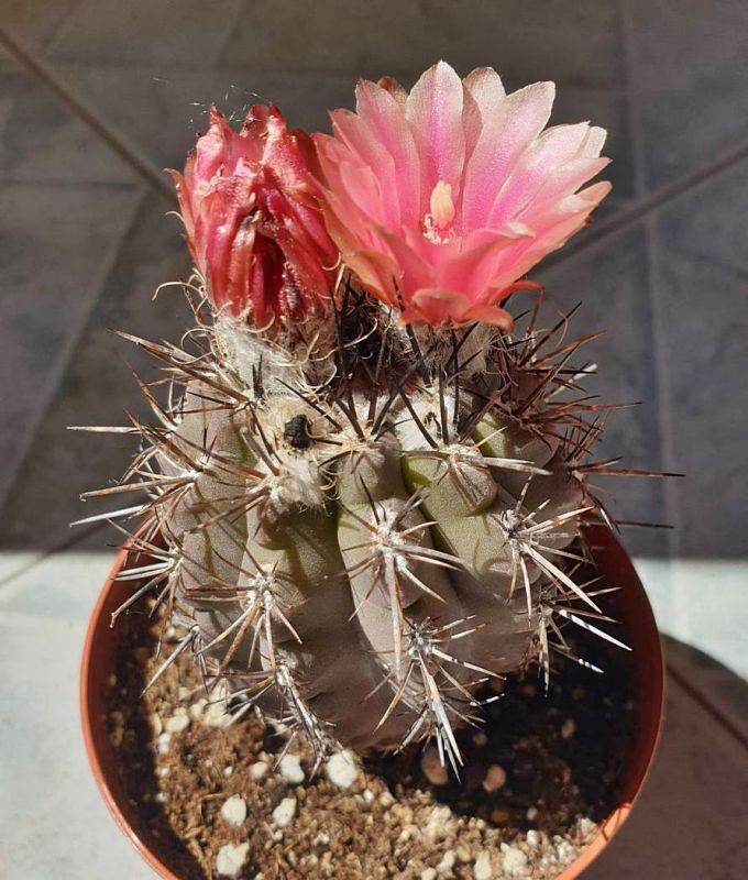Foto de un cactus que se está identificando actualmente