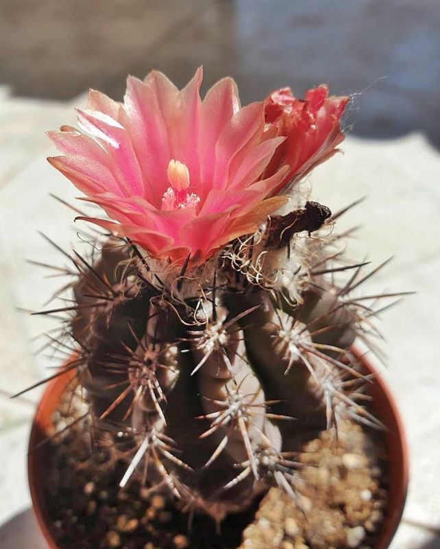 Foto de un cactus que se está identificando actualmente