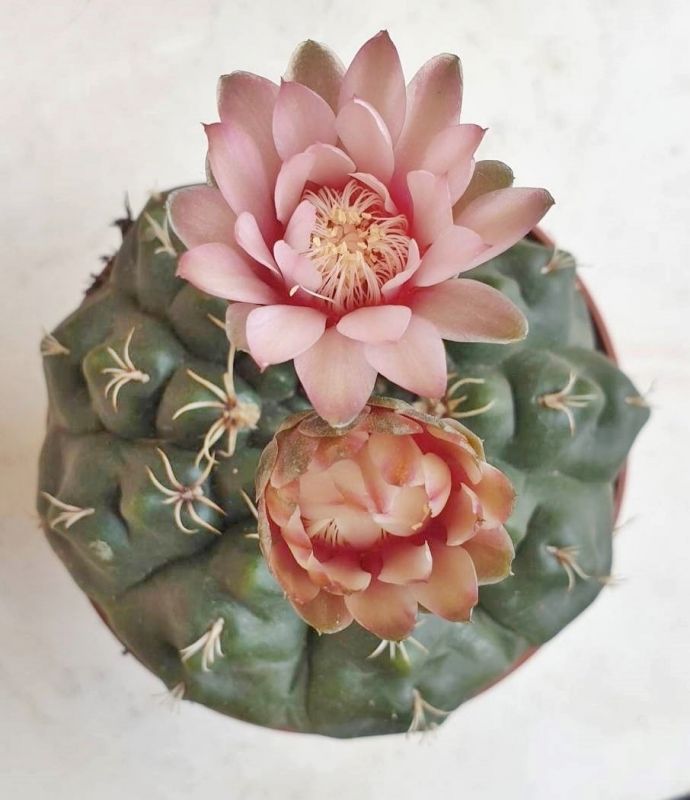 A photo of Gymnocalycium quehlianum