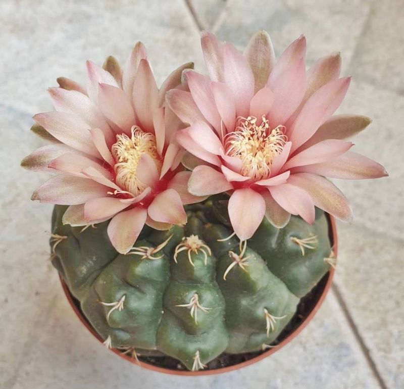 A photo of Gymnocalycium quehlianum