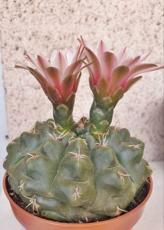 A photo of Gymnocalycium quehlianum