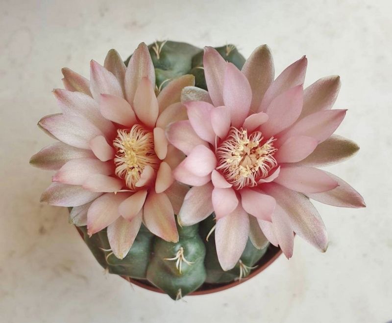 A photo of Gymnocalycium quehlianum