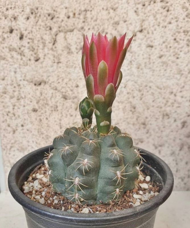 Una foto de Gymnocalycium baldianum