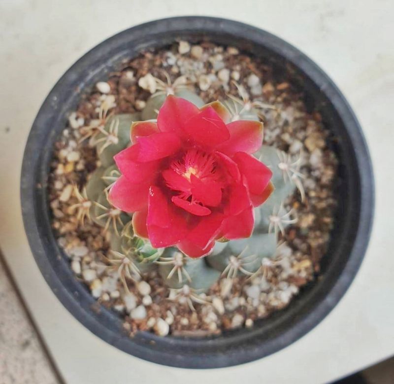 Una foto de Gymnocalycium baldianum