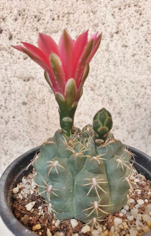 Una foto de Gymnocalycium baldianum