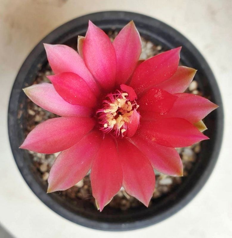 Una foto de Gymnocalycium baldianum