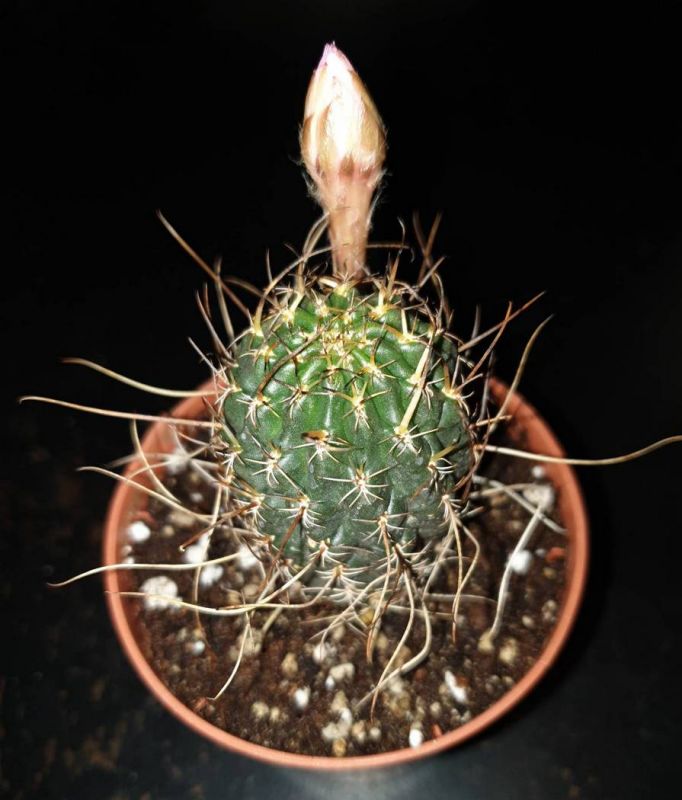 Una foto de Echinopsis backebergii