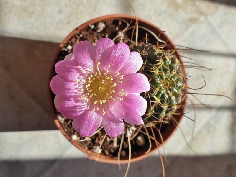 Una foto de Echinopsis backebergii