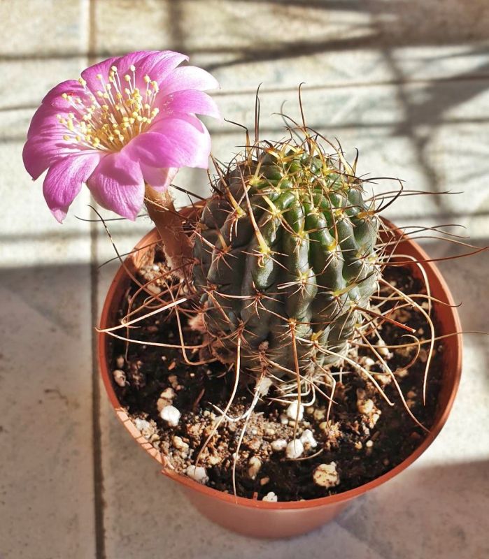Una foto de Echinopsis backebergii