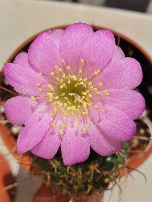 Una foto de Echinopsis backebergii