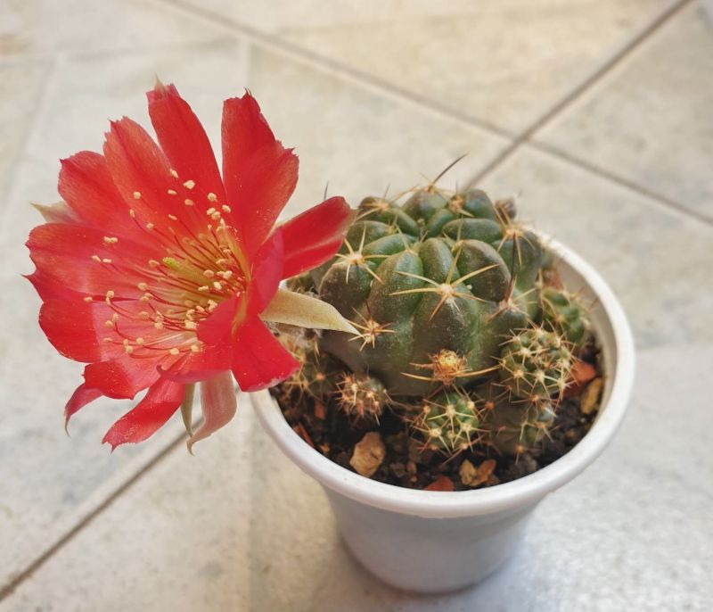 Foto de un cactus que se está identificando actualmente