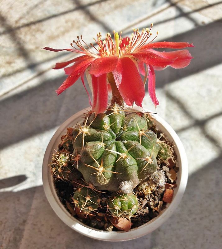 Foto de un cactus que se está identificando actualmente