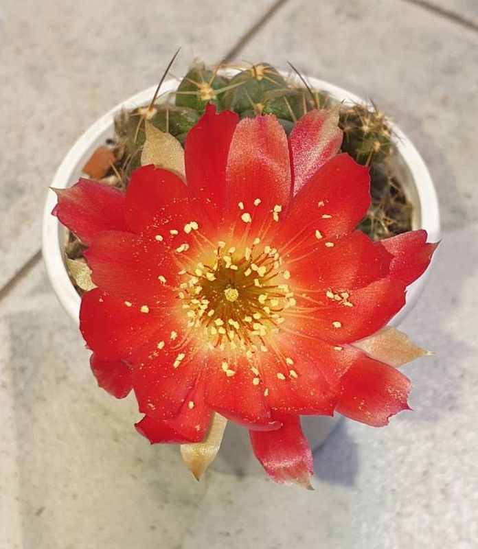 Foto de un cactus que se está identificando actualmente