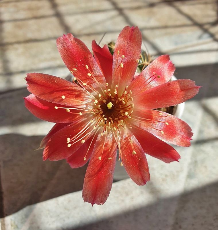 Foto de un cactus que se está identificando actualmente