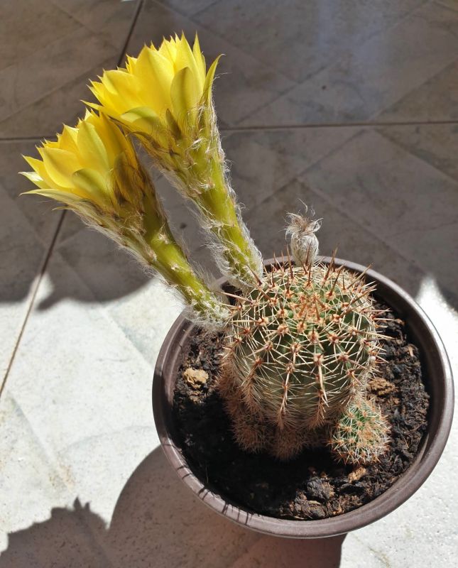 A photo of Echinopsis aurea