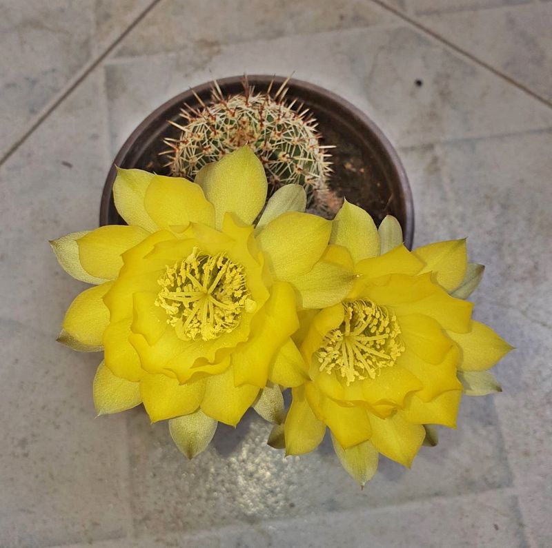 A photo of Echinopsis aurea