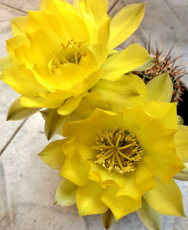 A photo of Echinopsis aurea