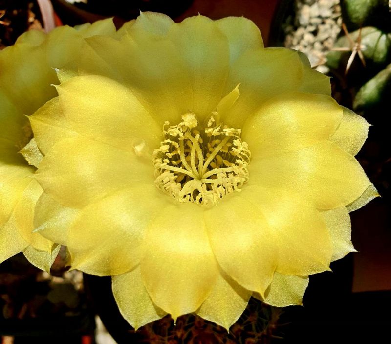 A photo of Echinopsis aurea