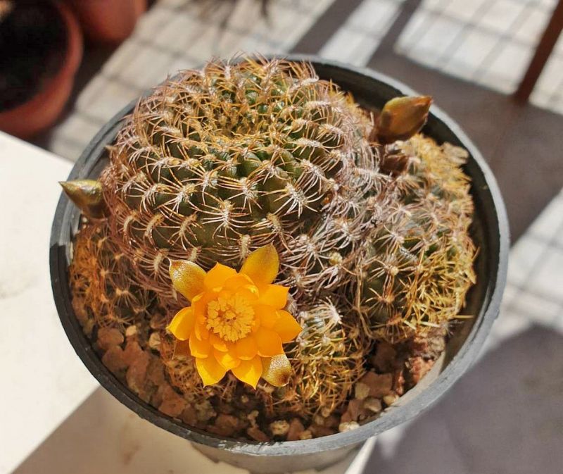 Foto de un cactus que se está identificando actualmente