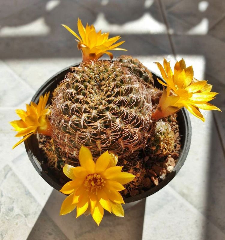 Foto de un cactus que se está identificando actualmente