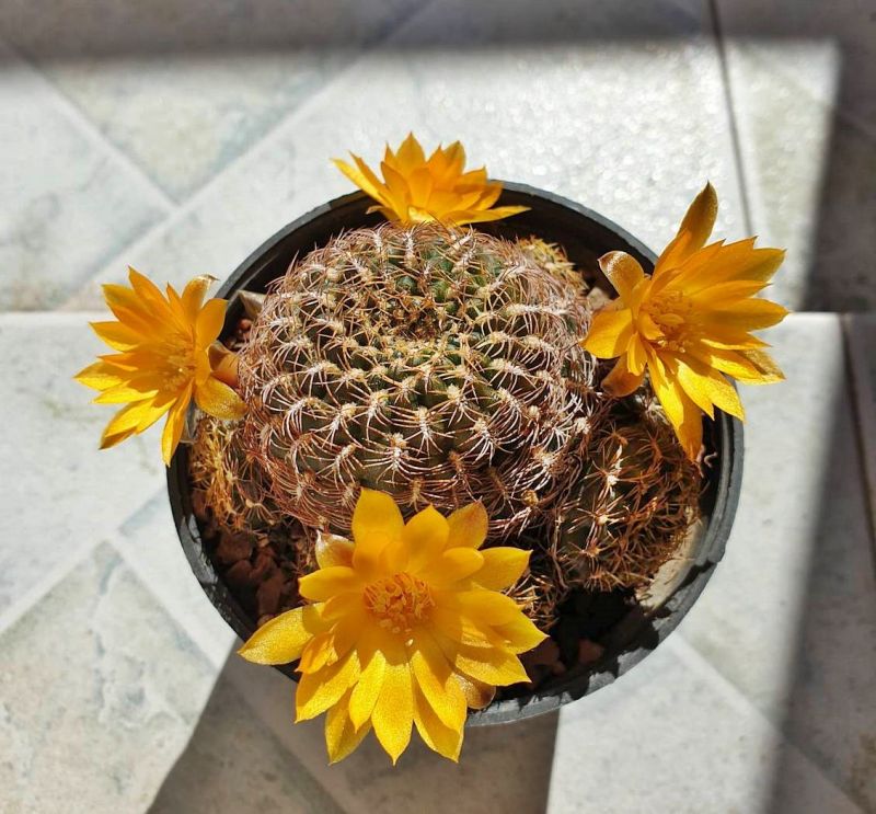 Foto de un cactus que se está identificando actualmente