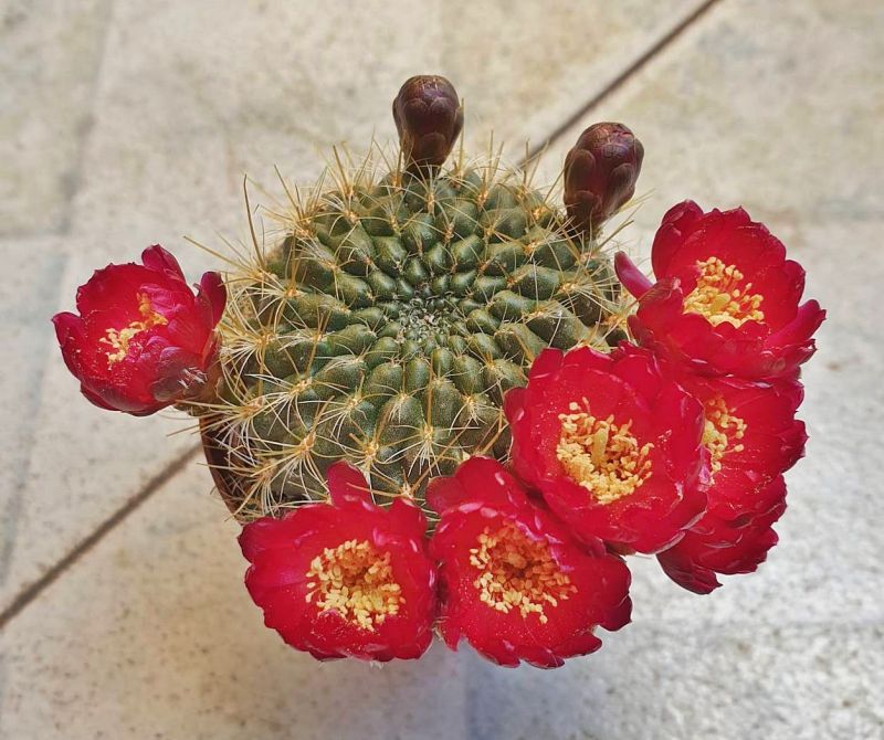 Una foto de Sulcorebutia juckeri  