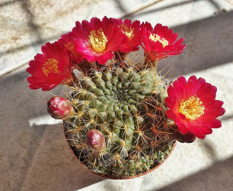 Una foto de Sulcorebutia juckeri  