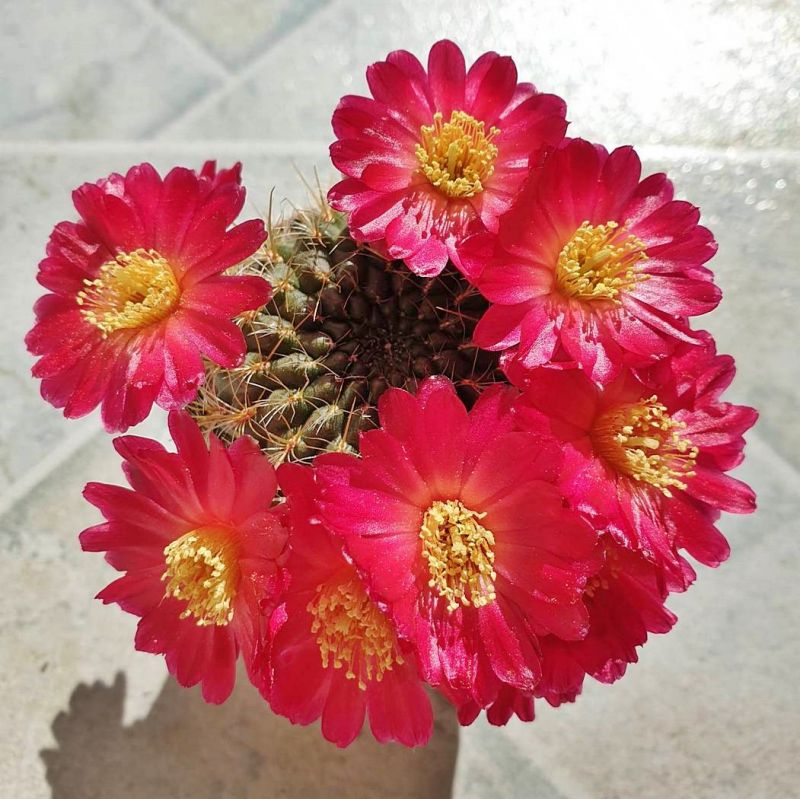 Una foto de Sulcorebutia juckeri  
