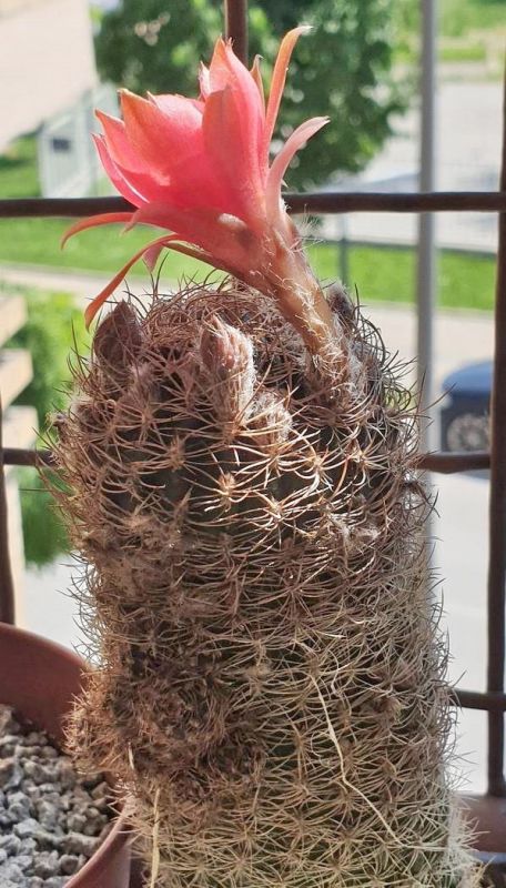 Una foto de Echinopsis schieliana