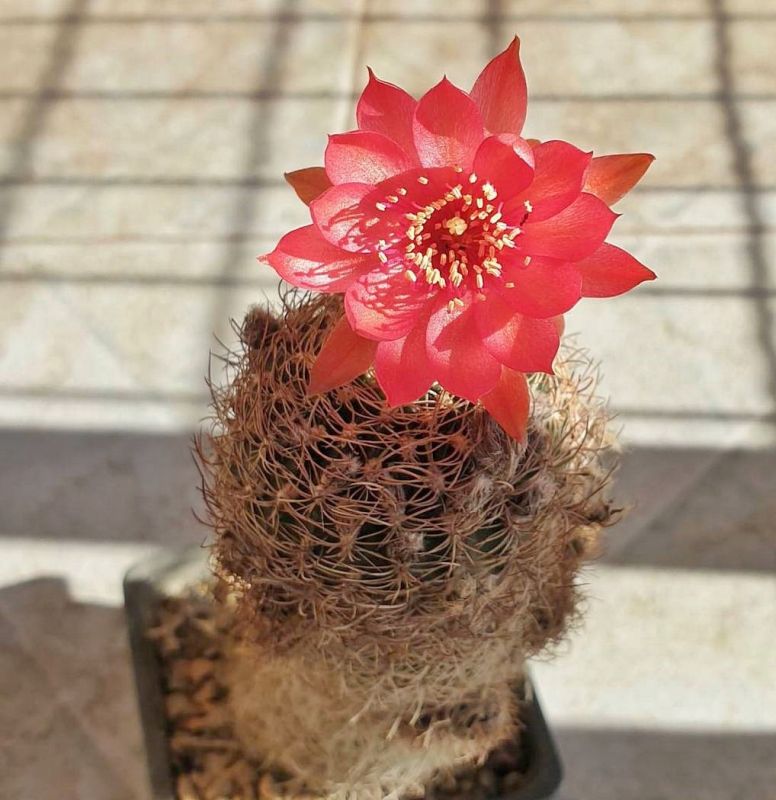 Una foto de Echinopsis schieliana