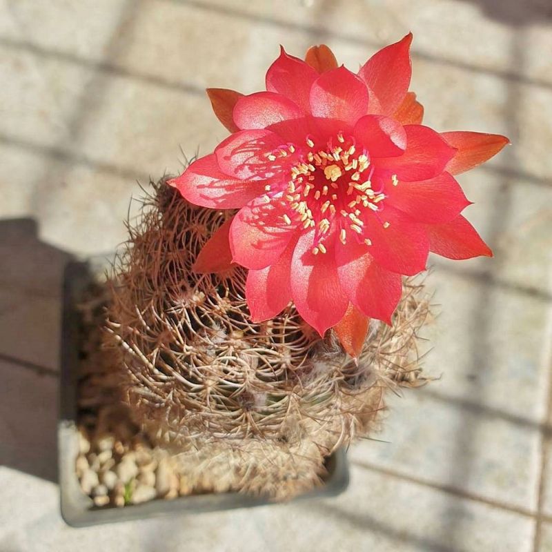 Una foto de Echinopsis schieliana