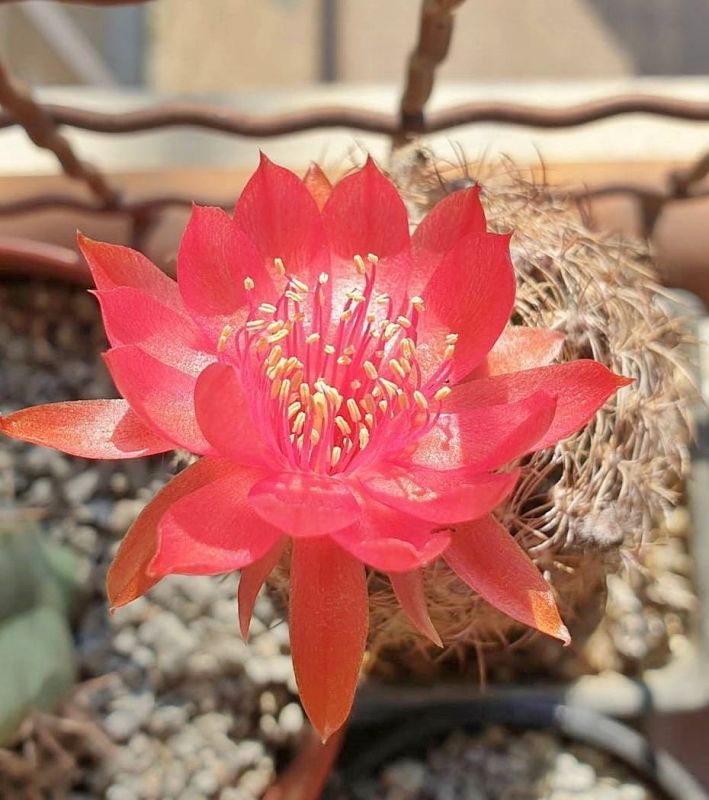 Una foto de Echinopsis schieliana
