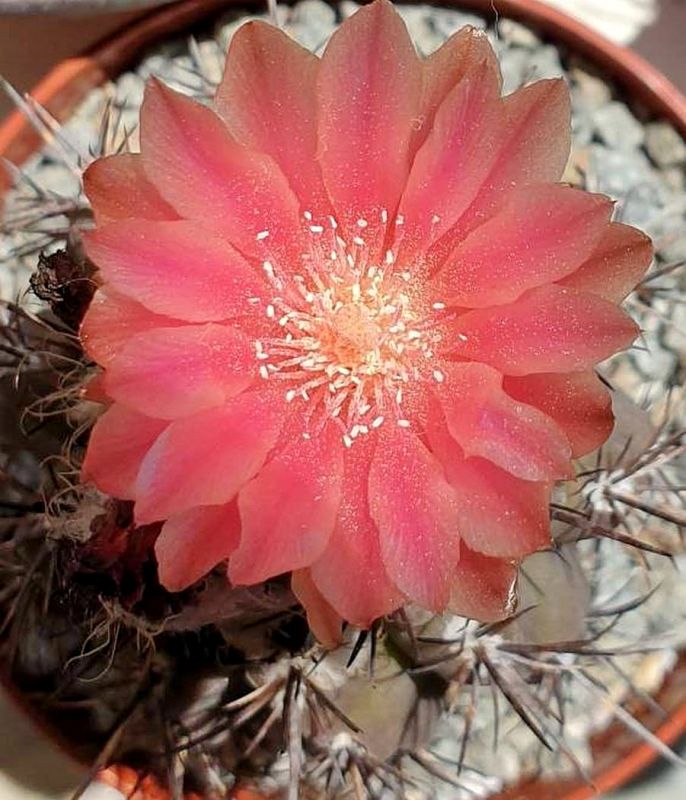 Foto de un cactus que se está identificando actualmente