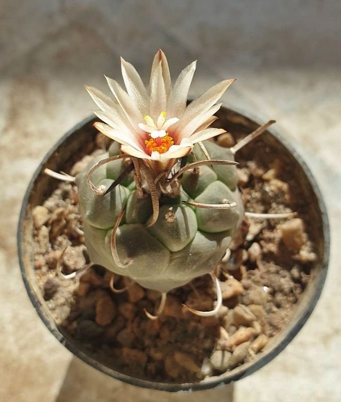 Una foto de Turbinicarpus schmiedickeanus subsp. klinkerianus