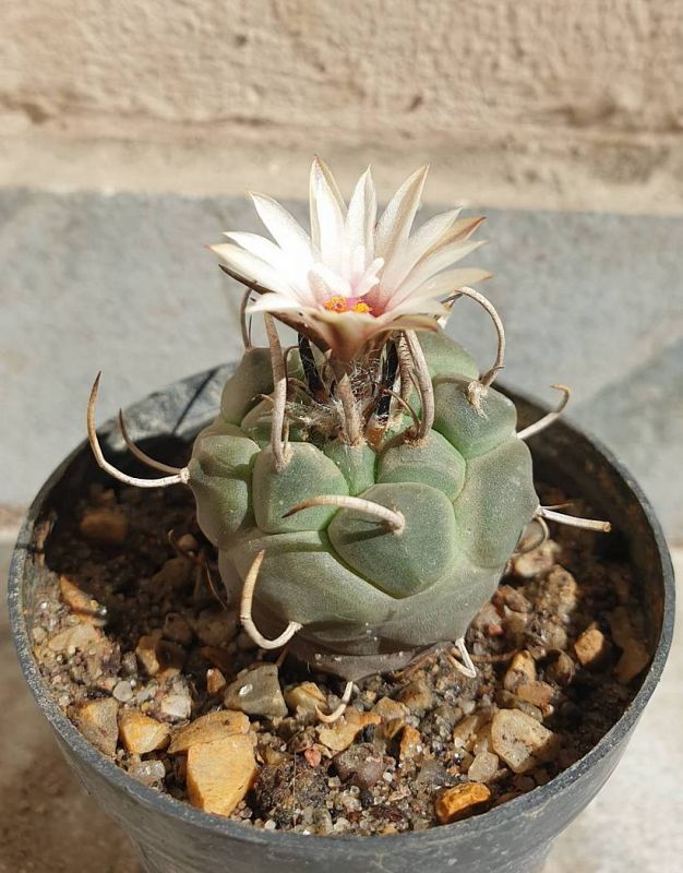 Una foto de Turbinicarpus schmiedickeanus subsp. klinkerianus