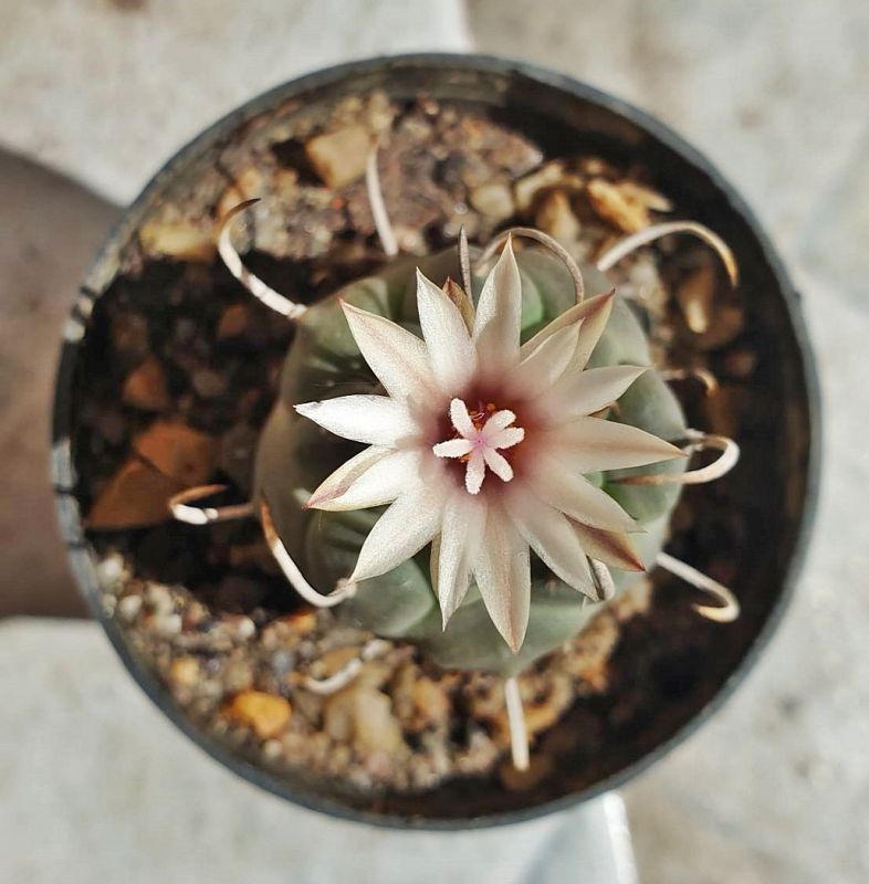 Una foto de Turbinicarpus schmiedickeanus subsp. klinkerianus