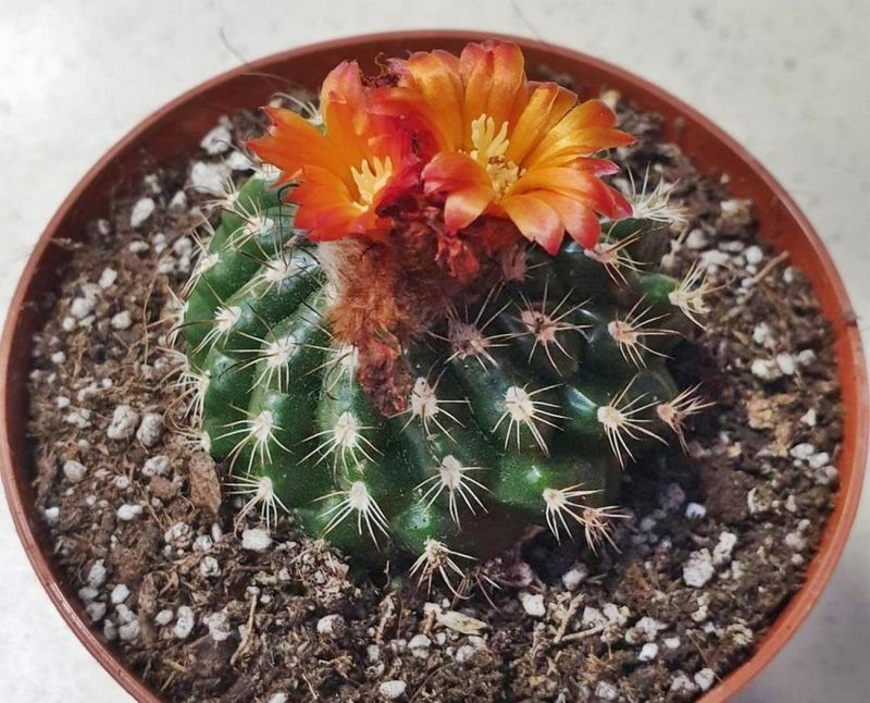 A photo of Parodia comarapana